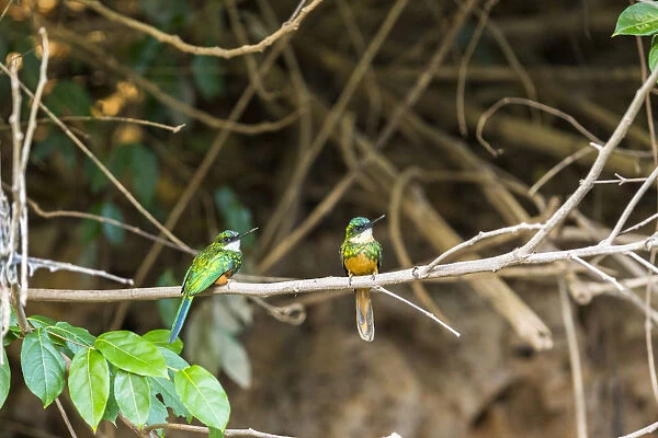A breeding pair of green-tailed jacamars rest together along a river in the Brazilian Pantanal
