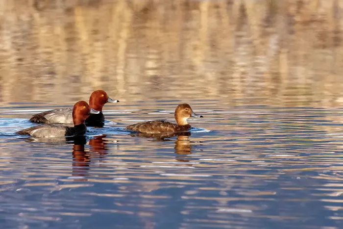 Framed Print : Breeding pairs of redhead ducks at Ninepipe National Wildlife Refuge in the Mission Valley, Montana, USA
