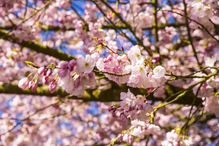 Framed Print : Bremerton, Washington. Bright pink cherry blossoms in full bloom with a bold blue