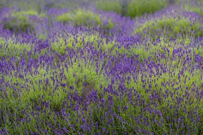 Framed Print : Bremerton, Washington State, lavender garden