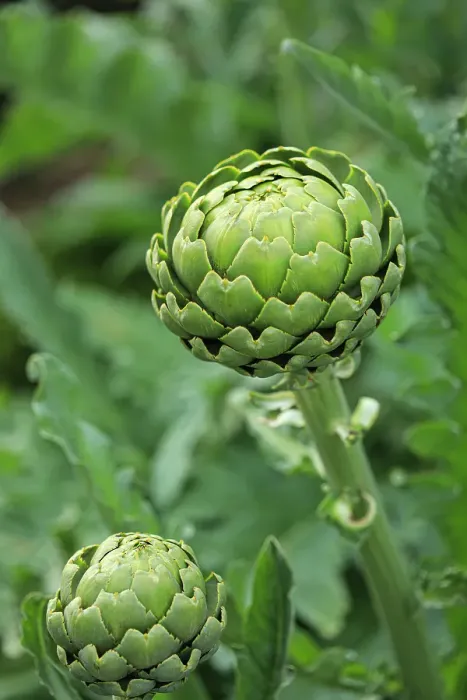 Framed Print : Bremerton, Washington State. Ripe artichoke Framed Print : Bremerton, Washington State. Ripe artichoke