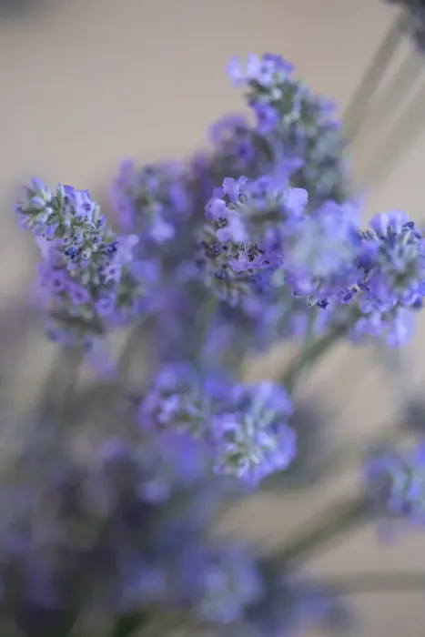 Framed Print : Bremerton, Washington State, USA. Lavender sprig Framed Print : Bremerton, Washington State, USA. Lavender sprig