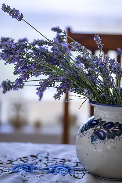 Bremerton, Washington State, USA. Lavender in a vase