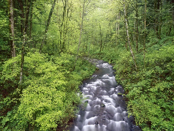 Bridal Veil Creek, Columbia River Gorge, Mt. Hood National Forest, Oregon