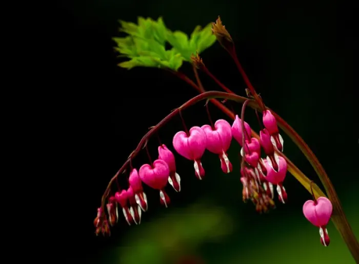 Framed Print : A bright bleeding heart flower against a dark background Framed Print : A bright bleeding heart flower against a dark background