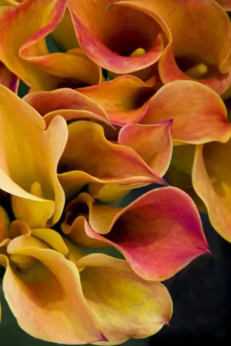 Framed Print : Bright colorful calla lilies at the Bloemenmarket Framed Print : Bright colorful calla lilies at the Bloemenmarket