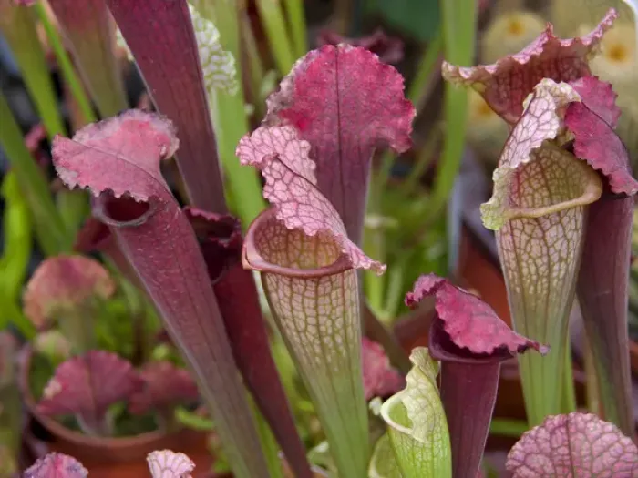 Framed Print : Bright colorful pitcher plants at the Bloemenmarket