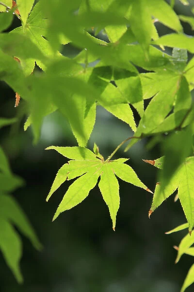 Bright green Japanese Maple trees in their Spring foliage colours at the Ryouan-Ji Temple in Kyoto