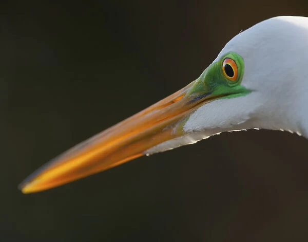 Bright green lores identify a great egret in breeding plumage