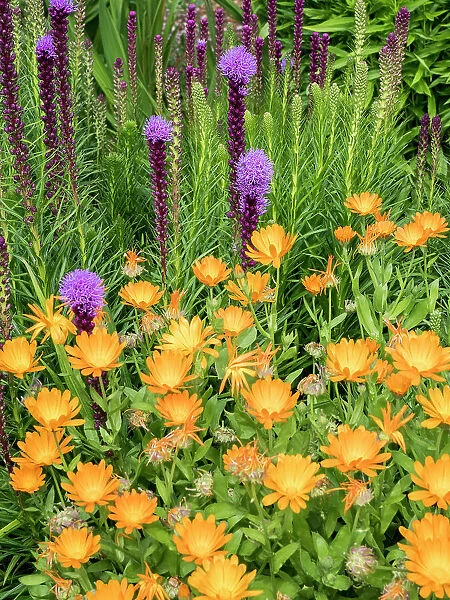 Bright orange calendula flowers and purple Liatris spicata blooming in a garden