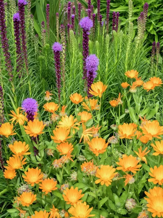 Framed Print : Bright orange calendula flowers and purple Liatris spicata blooming in a garden Framed Print : Bright orange calendula flowers and purple Liatris spicata blooming in a garden