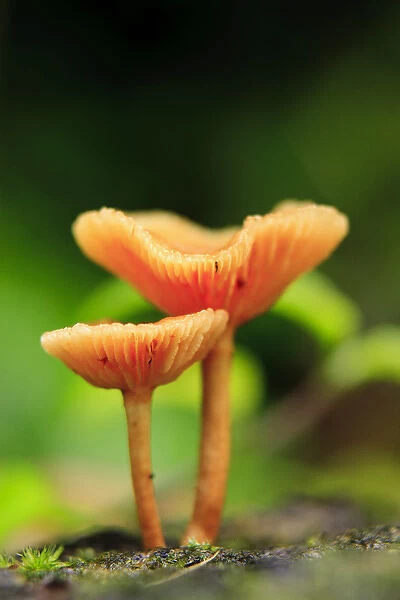 Bright orange mushrooms in the heart of the Queensland rainforest at Babinda