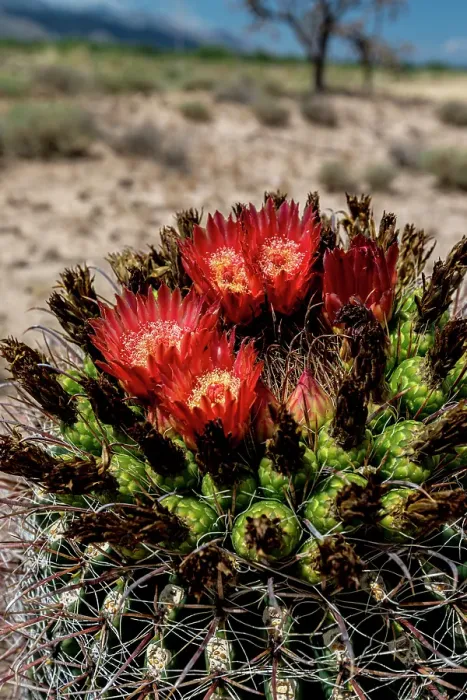 Framed Print : Bright orange or red flowers of a barrel cactus in the Sonoran Desert Framed Print : Bright orange or red flowers of a barrel cactus in the Sonoran Desert