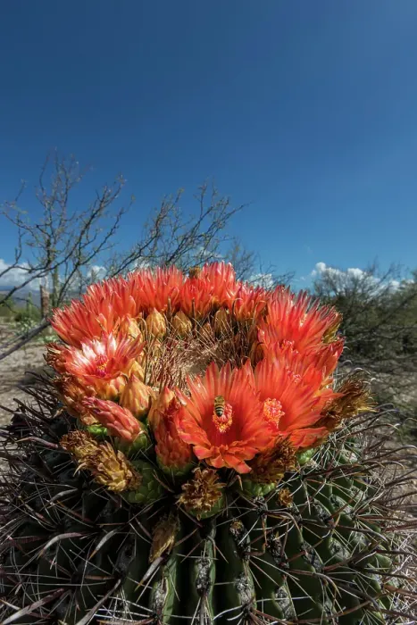 Framed Print : Bright orange or red flowers of a barrel cactus in the Sonoran Desert