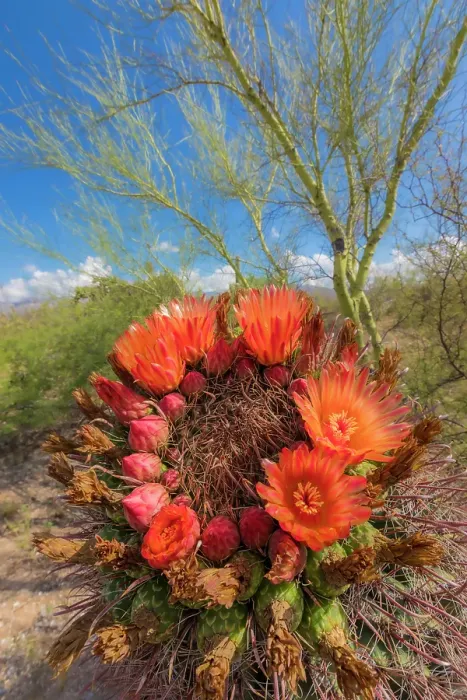 Framed Print : Bright orange or red flowers of a barrel cactus in the Sonoran Desert