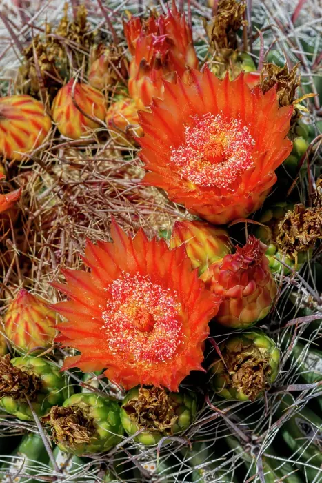 Framed Print : Bright orange or red flowers of a barrel cactus in the Sonoran Desert Framed Print : Bright orange or red flowers of a barrel cactus in the Sonoran Desert