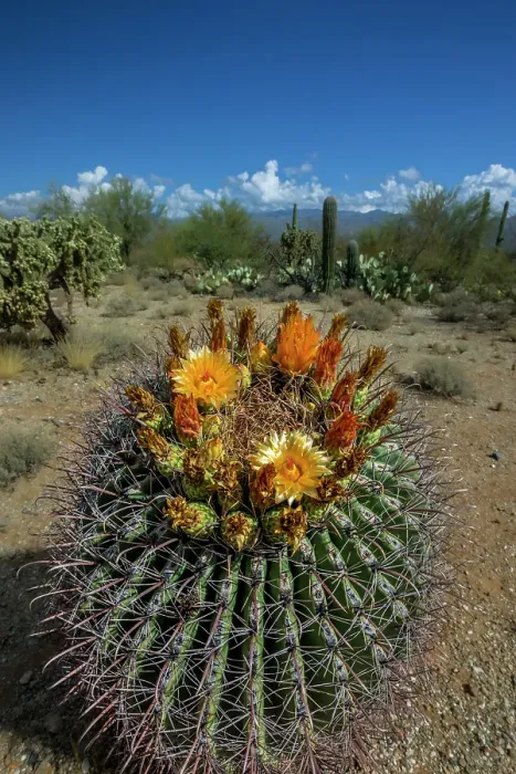 Framed Print : Bright orange or red flowers of a barrel cactus in the Sonoran Desert Framed Print : Bright orange or red flowers of a barrel cactus in the Sonoran Desert