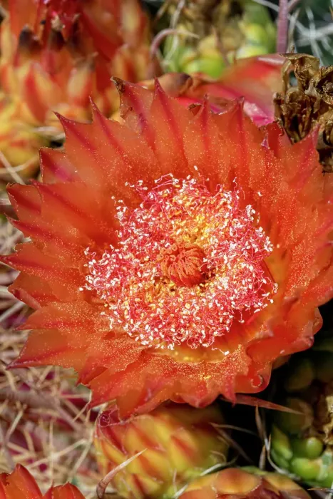 Framed Print : Bright orange or red flowers of a barrel cactus in the Sonoran Desert Framed Print : Bright orange or red flowers of a barrel cactus in the Sonoran Desert