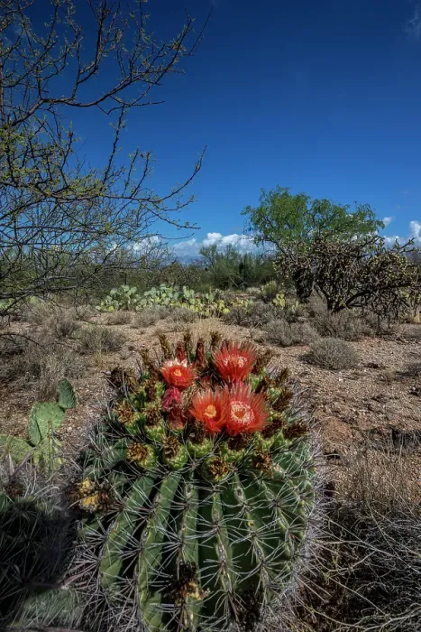 Framed Print : Bright orange or red flowers of a barrel cactus in the Sonoran Desert