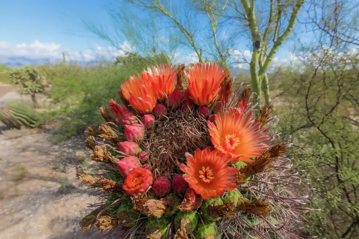 Framed Print : Bright orange or red flowers of a barrel cactus in the Sonoran Desert Framed Print : Bright orange or red flowers of a barrel cactus in the Sonoran Desert