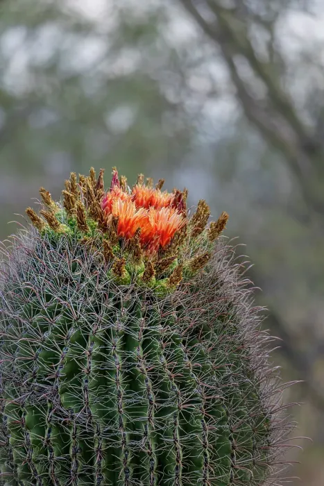 Framed Print : Bright orange or red flowers of a barrel cactus in the Sonoran Desert Framed Print : Bright orange or red flowers of a barrel cactus in the Sonoran Desert
