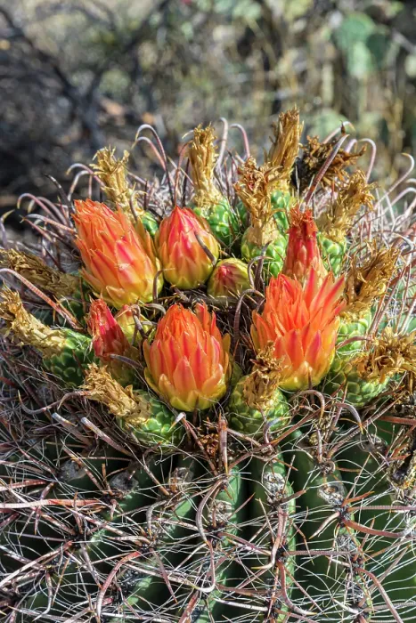 Framed Print : Bright orange or red flowers of a barrel cactus in the Sonoran Desert Framed Print : Bright orange or red flowers of a barrel cactus in the Sonoran Desert