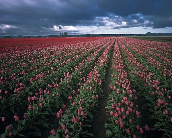 Bright pink and red tulips glow under dark clouds in the Skagit Valley of Washington