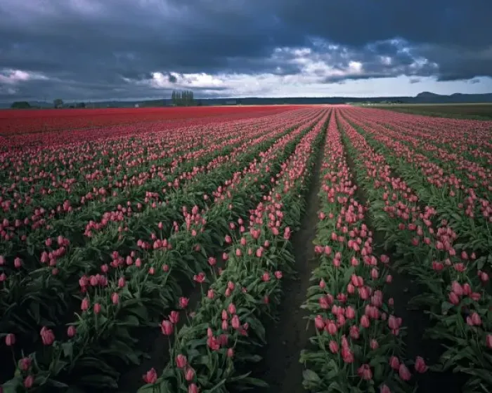 Framed Print : Bright pink and red tulips glow under dark clouds in the Skagit Valley of Washington