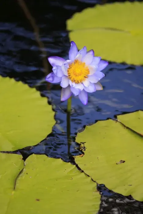 Framed Print : A bright purple water lily on the waters of Lake Barrine, The Atherton Tablelands Framed Print : A bright purple water lily on the waters of Lake Barrine, The Atherton Tablelands
