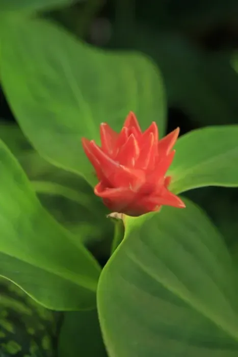 Framed Print : A bright red ginger flower on display at the Cairns Botanic Gardens, far north Queensland Framed Print : A bright red ginger flower on display at the Cairns Botanic Gardens, far north Queensland