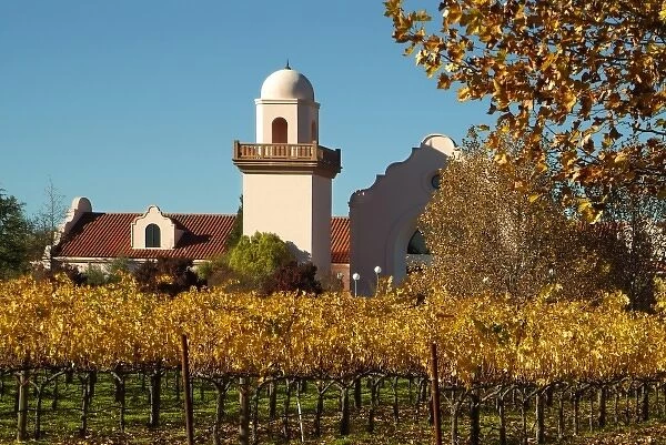 Bright reds and yellows of fall colored Cabernet Sauvignon vine leaves in front of