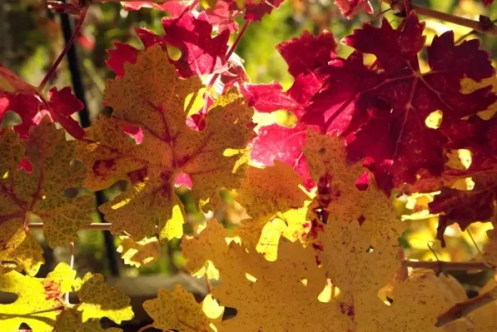 Framed Print : Bright reds and yellows of fall colored Cabernet Sauvignon vine leaves in front of Framed Print : Bright reds and yellows of fall colored Cabernet Sauvignon vine leaves in front of