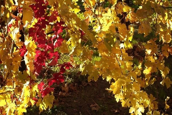 Bright reds and yellows leaves of Cabernet Sauvignon vines in a Napa Valley vineyard near Oakville