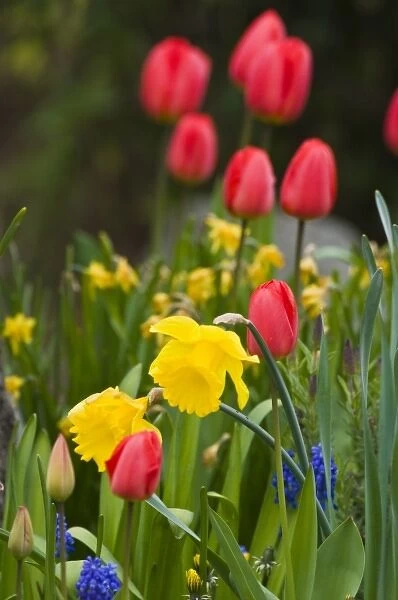 Bright spring garden creates elegant natural bouquet
