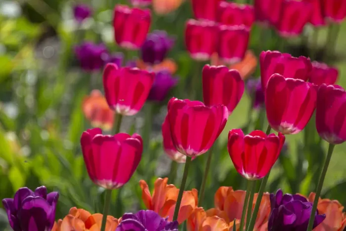 Framed Print : Bright spring tulips Framed Print : Bright spring tulips