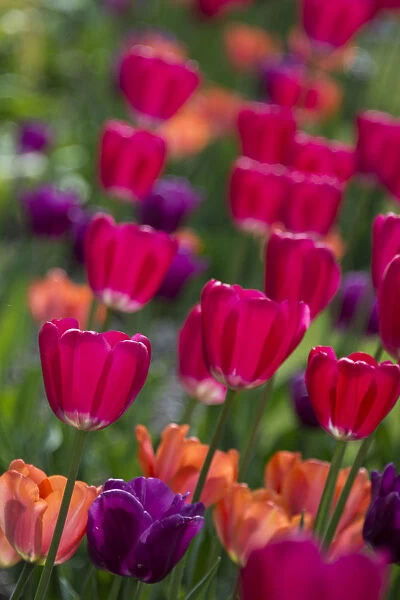 Bright spring tulips