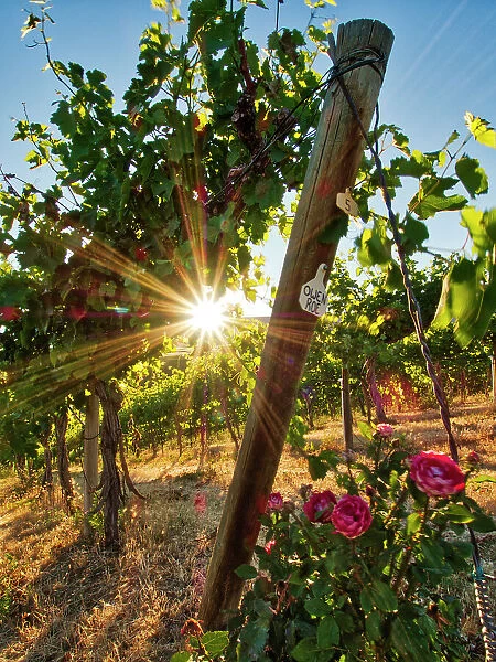 Bright sunlight streaming through the grape vines lined with pink roses at Red Willow Vineyard. (PR)