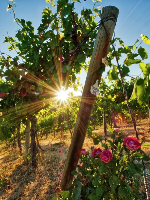 Framed Print : Bright sunlight streaming through the grape vines lined with pink roses at Red Willow Vineyard. (PR) Framed Print : Bright sunlight streaming through the grape vines lined with pink roses at Red Willow Vineyard. (PR)