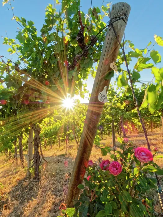 Framed Print : Bright sunlight streaming through the grape vines lined with pink roses at Red Willow Vineyard. (PR) Framed Print : Bright sunlight streaming through the grape vines lined with pink roses at Red Willow Vineyard. (PR)
