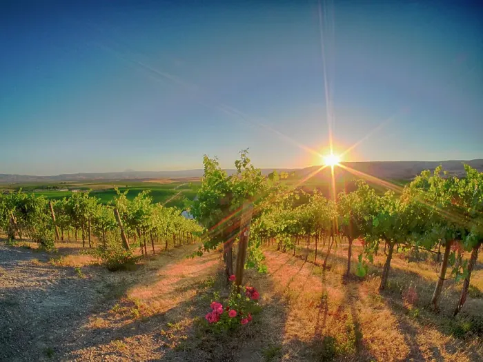 Framed Print : Bright sunlight streaming through the grape vines lined with pink roses at Red Willow Vineyard. (PR) Framed Print : Bright sunlight streaming through the grape vines lined with pink roses at Red Willow Vineyard. (PR)