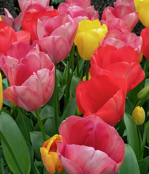 Bright tulips fill a garden at a local winery