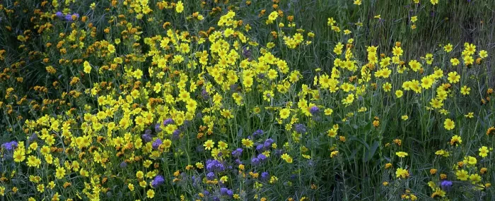 Framed Print : Bright wildflowers cover the hillsides of the California Coast Range in spring