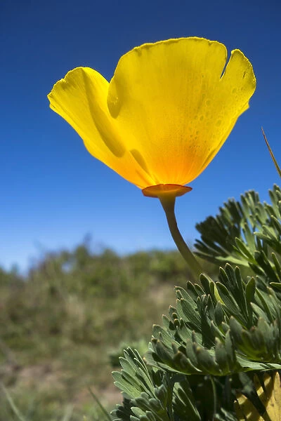 A bright, yellow California Poppy against very blue sky