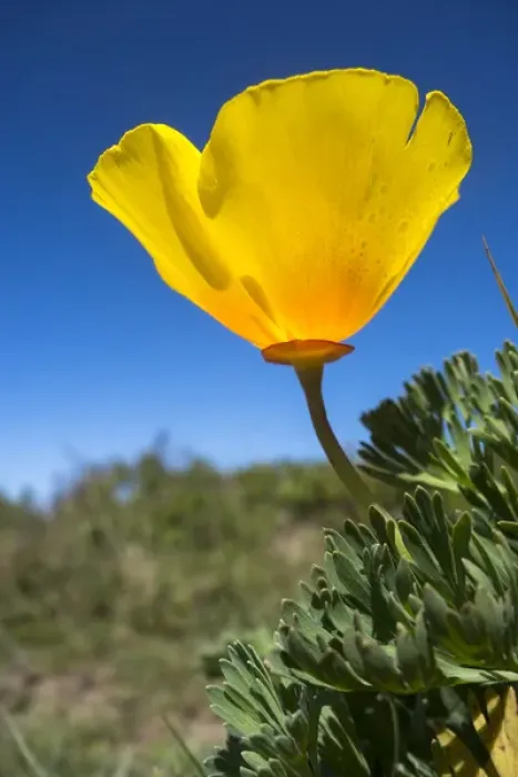 Framed Print : A bright, yellow California Poppy against very blue sky Framed Print : A bright, yellow California Poppy against very blue sky