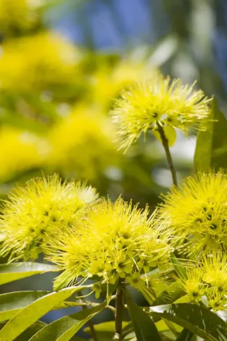 Framed Print : A bright yellow wattle tree in suburban Cairns, far north Queensland, Australia Framed Print : A bright yellow wattle tree in suburban Cairns, far north Queensland, Australia