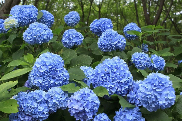 Brightly coloured Hydrangea flowers in the grounds of Kiyomizudera Temple in Kyoto, Japan
