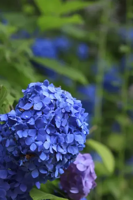 Framed Print : Brightly coloured Hydrangea flowers in the grounds of Kiyomizudera Temple in Kyoto, Japan