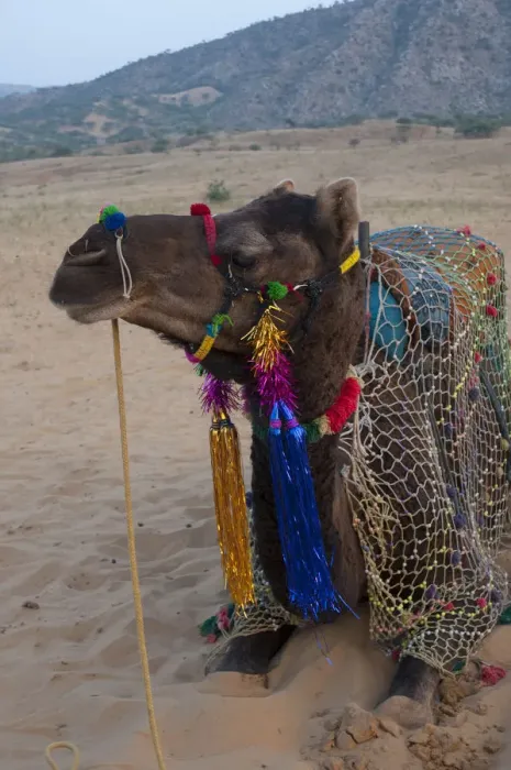 Framed Print : Brightly decorated camel, Pushkar, Rajasthan, India