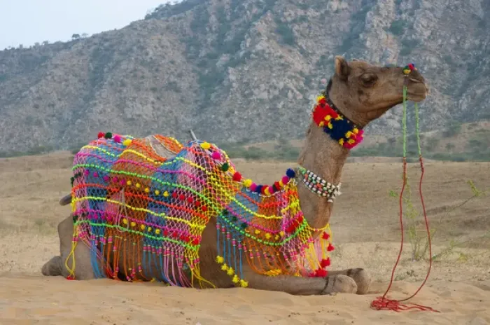 Framed Print : Brightly decorated camel, Pushkar, Rajasthan, India Framed Print : Brightly decorated camel, Pushkar, Rajasthan, India