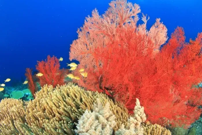 Framed Print : Brilliant red sea fans (Melithaea sp. ), Komba Island, Flores Sea, Indonesia Framed Print : Brilliant red sea fans (Melithaea sp. ), Komba Island, Flores Sea, Indonesia